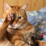 見え方大丈夫ですか？