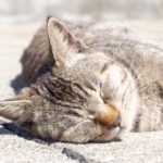 日向ぼっこ日和。