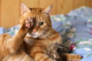 免許更新時の視力は大丈夫ですか！？